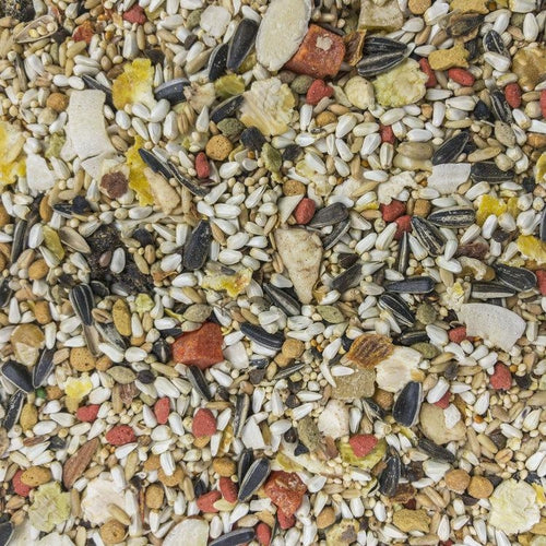 25 lbs Higgins Sunburst Conure