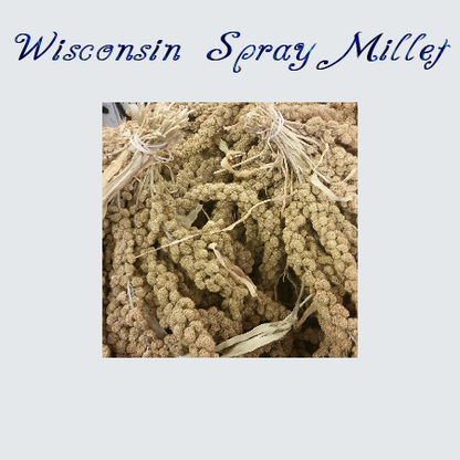 5 lb Wisconsin Golden Sunburst Spray Millet