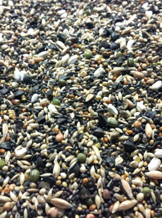 ABBA Soak Seed for small pet birds