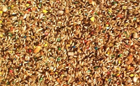 30 lbs ABBA 1700 Canary Seed