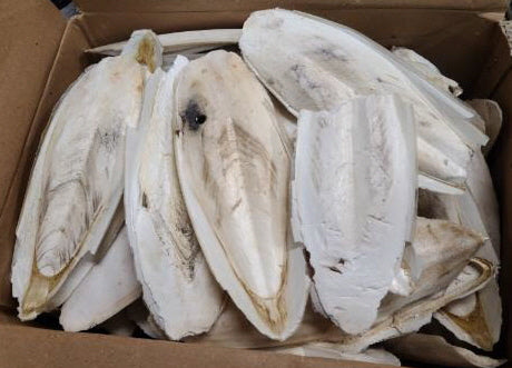 External Cuttlebone Cuttlebone 1 lb. – For Your Bird