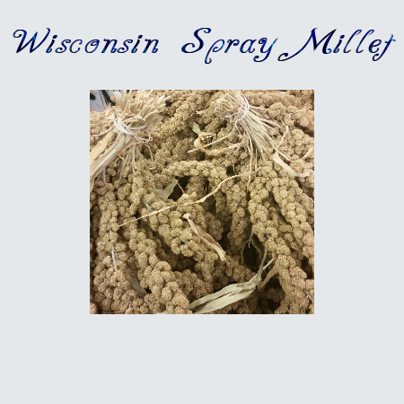 1 lb Wisconsin Golden Sunburst Spray Millet